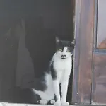 Amantia 게스트하우스 *